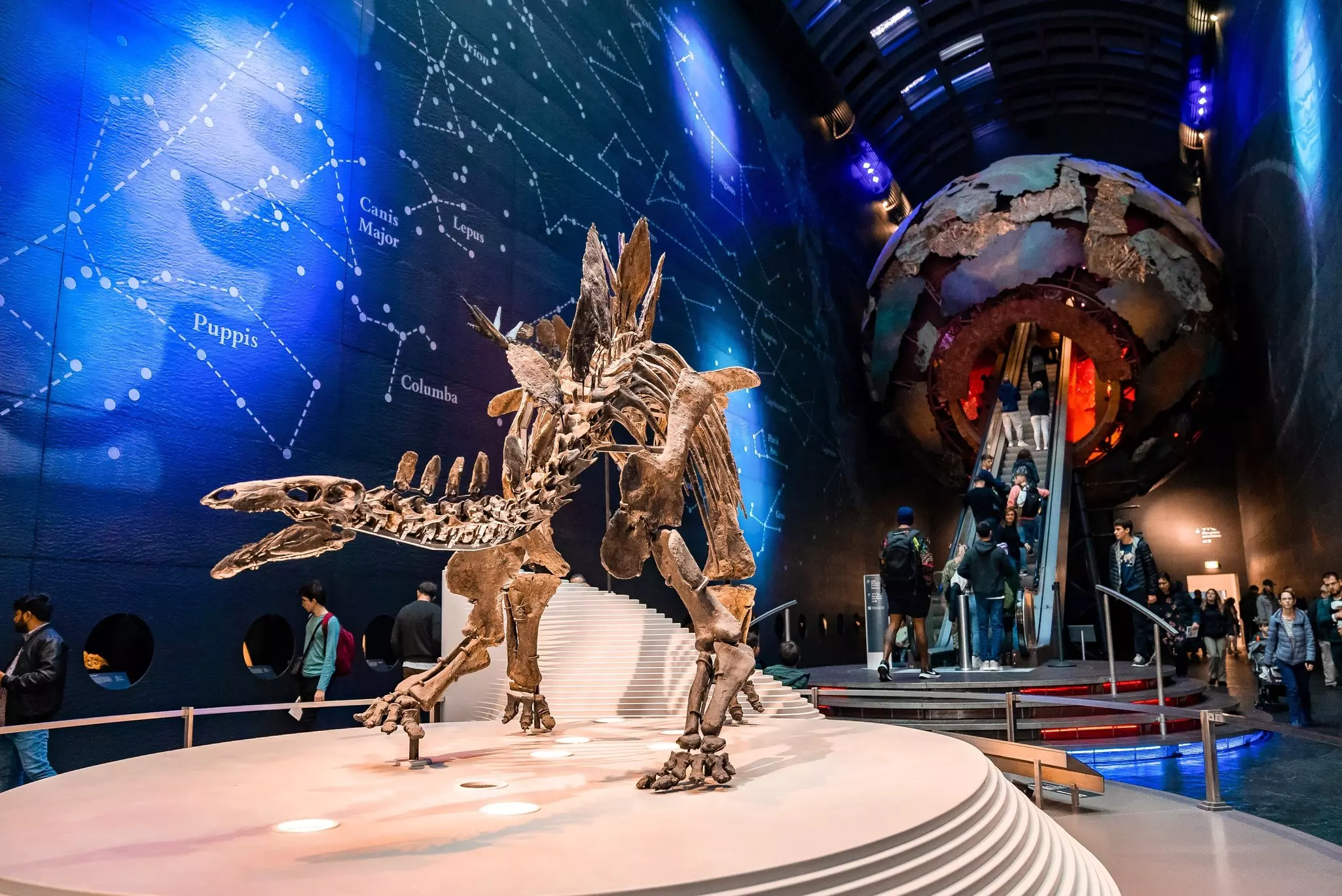 A stegosaurus skeleton in the entrance to the Natural History Museum in London. Pandora Pictures/Shutterstock