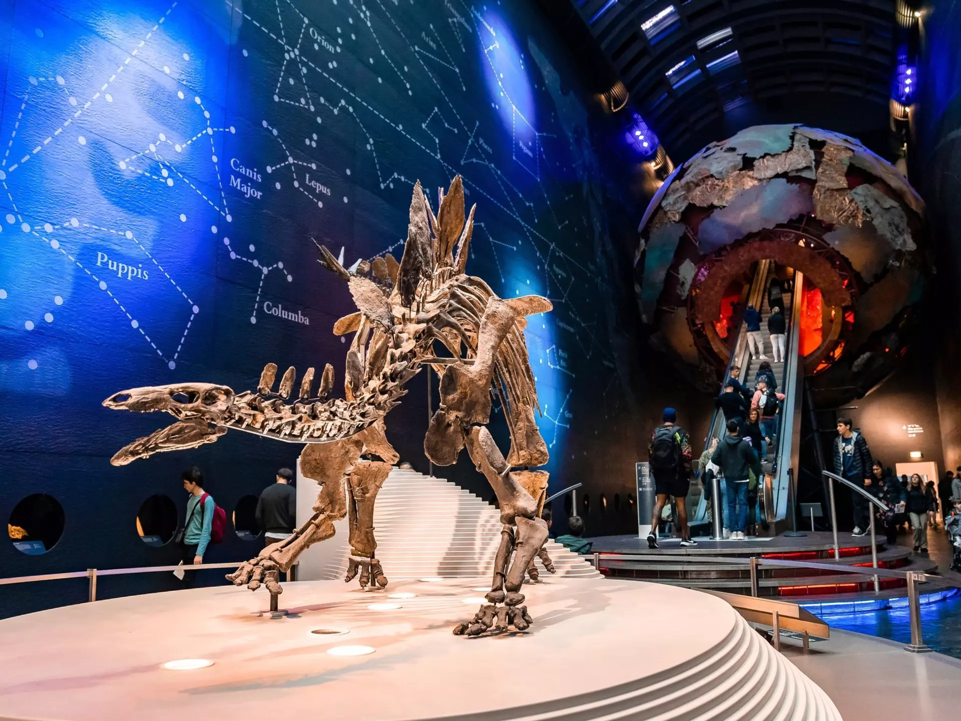 A dinosaur skeleton displayed on a platform at a museum in London.