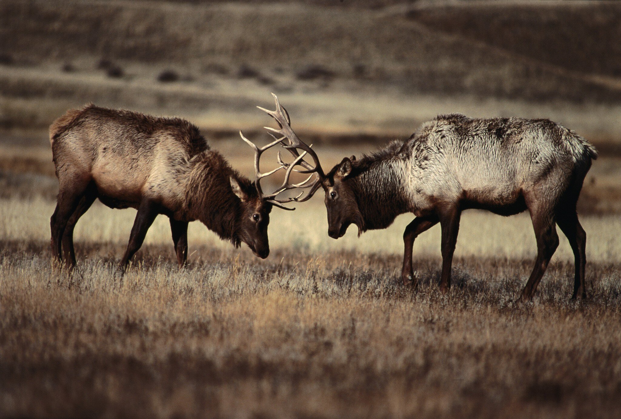 Sparring bull elk (Cervus elaphus).
