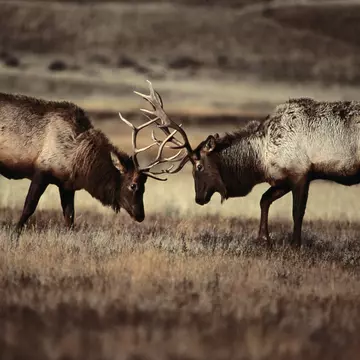 Sparring bull elk (Cervus elaphus).