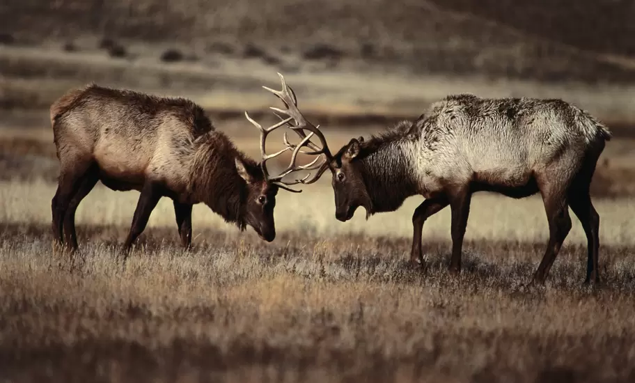 Sparring bull elk (Cervus elaphus).