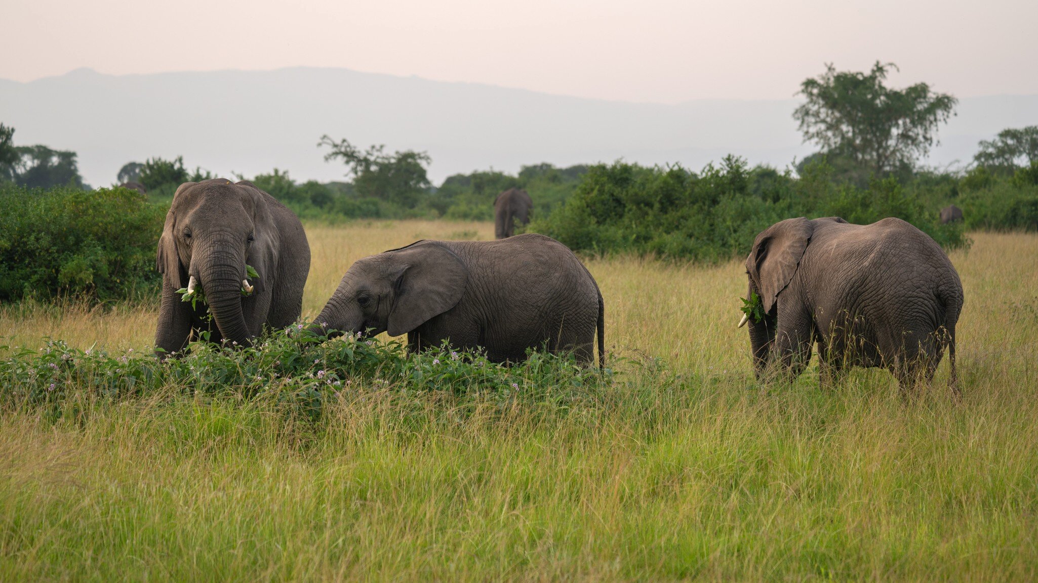 The African elephants in Queen Elizabeth National Park, Uganda
