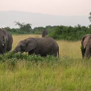 The African elephants in Queen Elizabeth National Park, Uganda