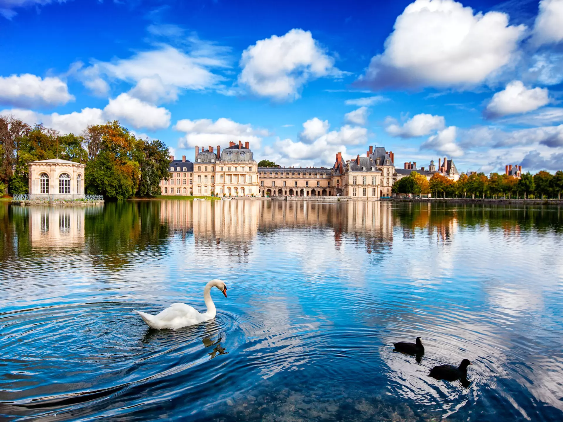 A swan swims on a lake in front of a grand palace