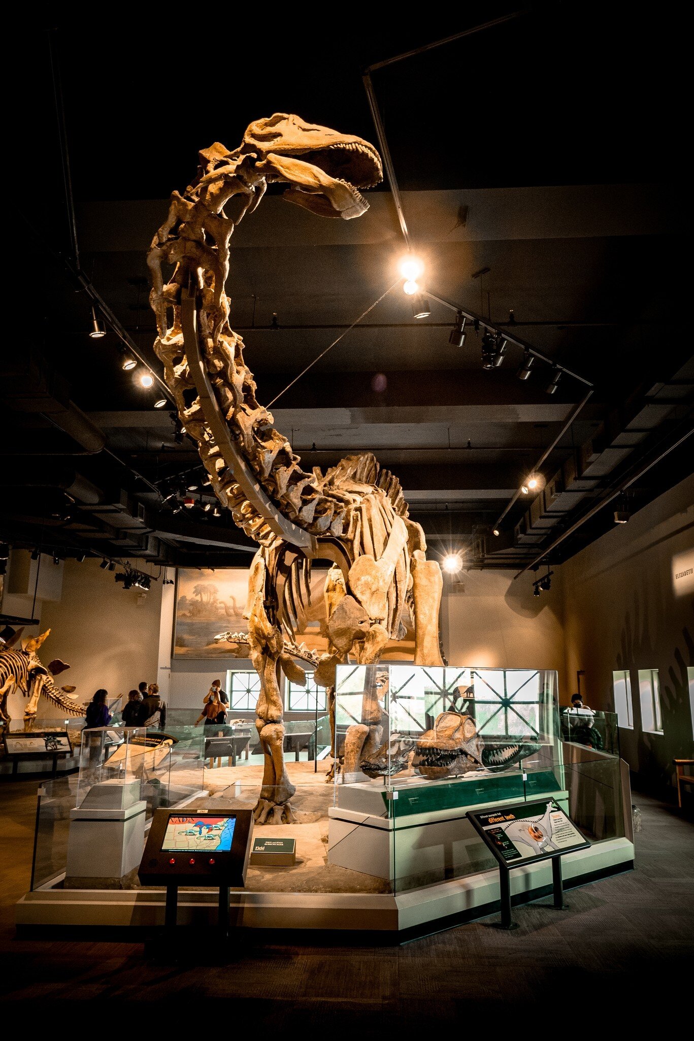 View of a fossil of an Apatosaurus at the Evolving Planet exhibition at the Field Museum in Chicago, Illinois.