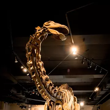 View of a fossil of an Apatosaurus at the Evolving Planet exhibition at the Field Museum in Chicago, Illinois.