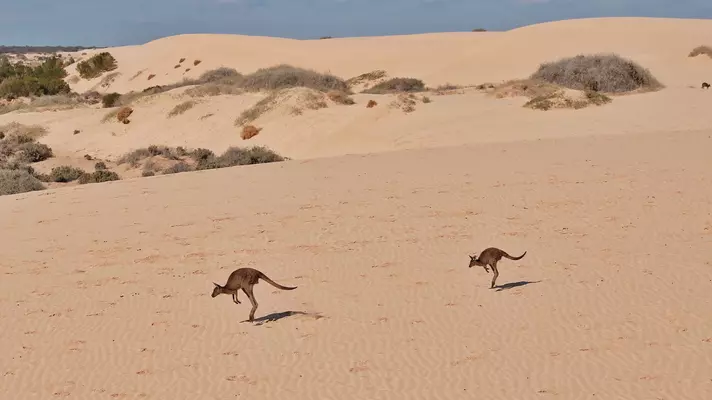Two kangaroos jump across a vast sandy desert