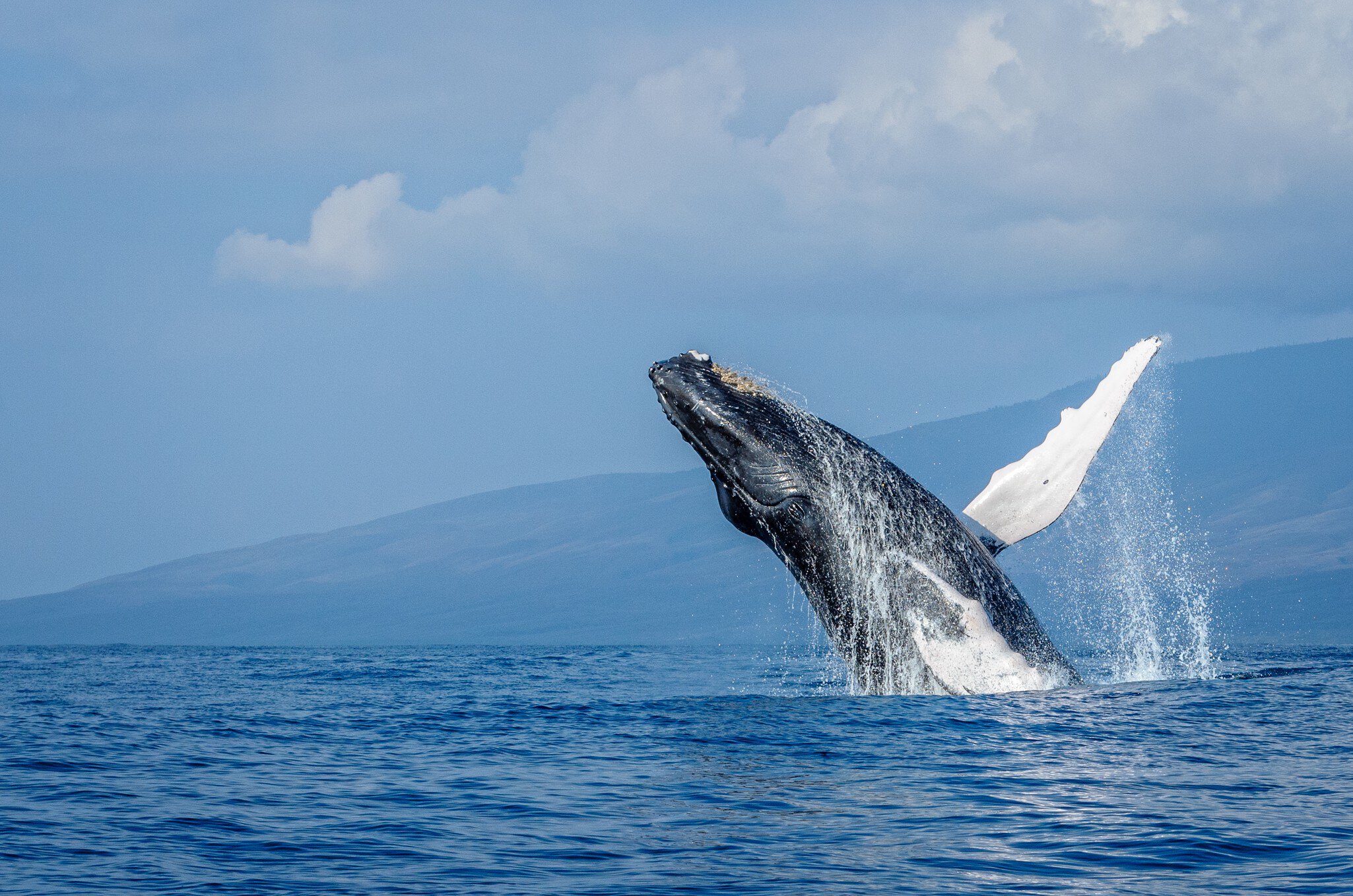 A breaching humpback whale in the sea near Maui, Hawaii, USA.