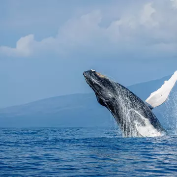 A breaching humpback whale in the sea near Maui, Hawaii, USA.