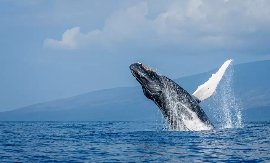 A breaching humpback whale in the sea near Maui, Hawaii, USA.