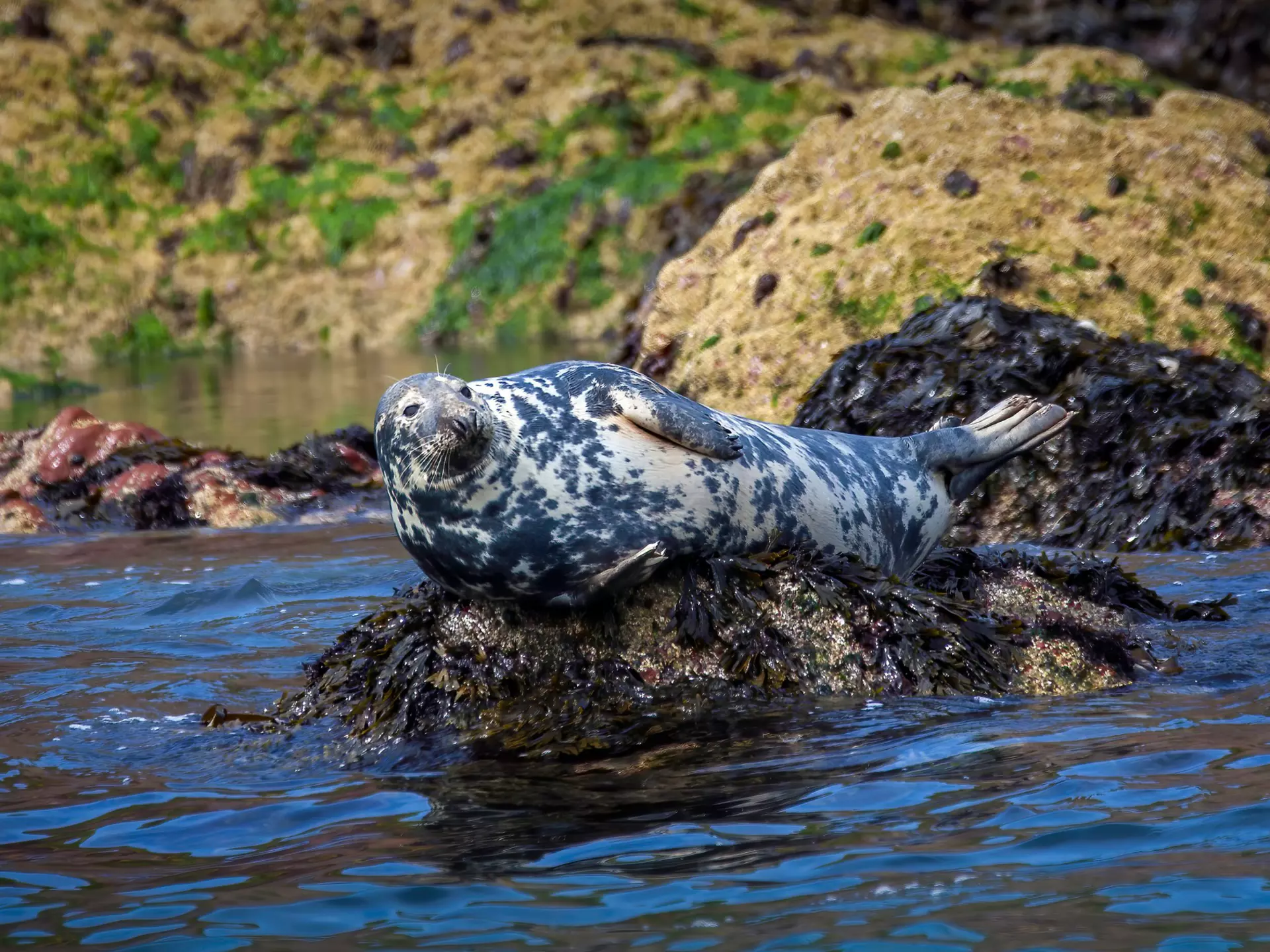 Wales is alive with wildlife, from seabirds to dolphins and grey seals. Tony Baggett/Shutterstock