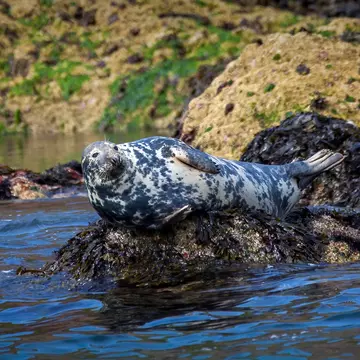Wales is alive with wildlife, from seabirds to dolphins and grey seals. Tony Baggett/Shutterstock