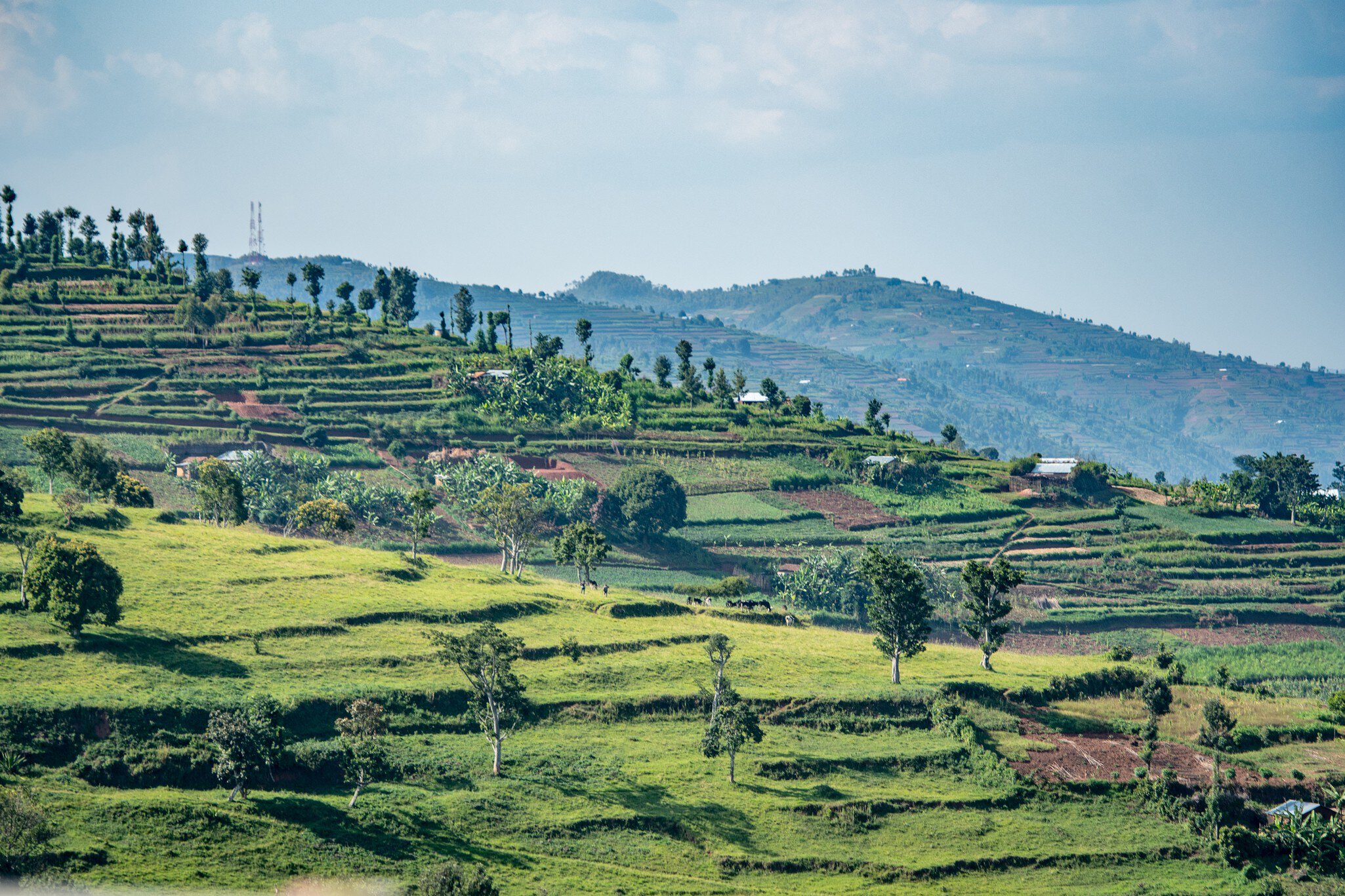 Terraced fields for farming cover the hills of northwestern Rwanda.
1139556558
countryside, green, hills, rural, lush, landscape, scenery, terrain, hilly, farming, terraced, fields, field, farmland