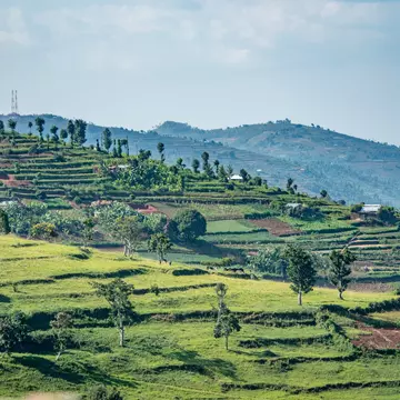 Terraced fields for farming cover the hills of northwestern Rwanda.
1139556558
countryside, green, hills, rural, lush, landscape, scenery, terrain, hilly, farming, terraced, fields, field, farmland