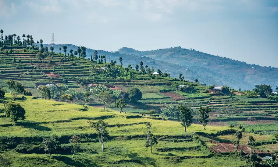 Terraced fields for farming cover the hills of northwestern Rwanda.
1139556558
countryside, green, hills, rural, lush, landscape, scenery, terrain, hilly, farming, terraced, fields, field, farmland