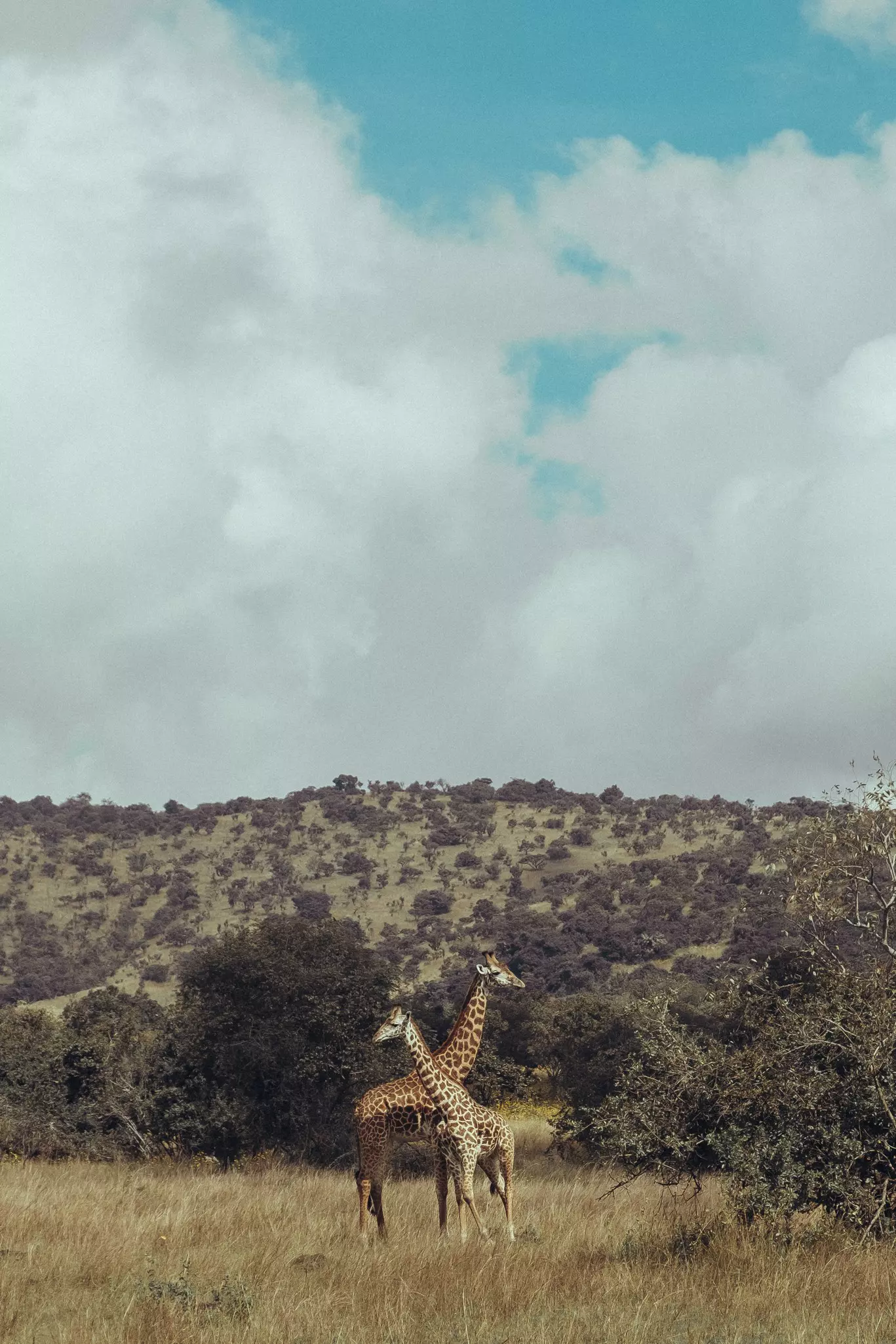 Giraffe in the Akagera National Park, Rwanda, Africa.