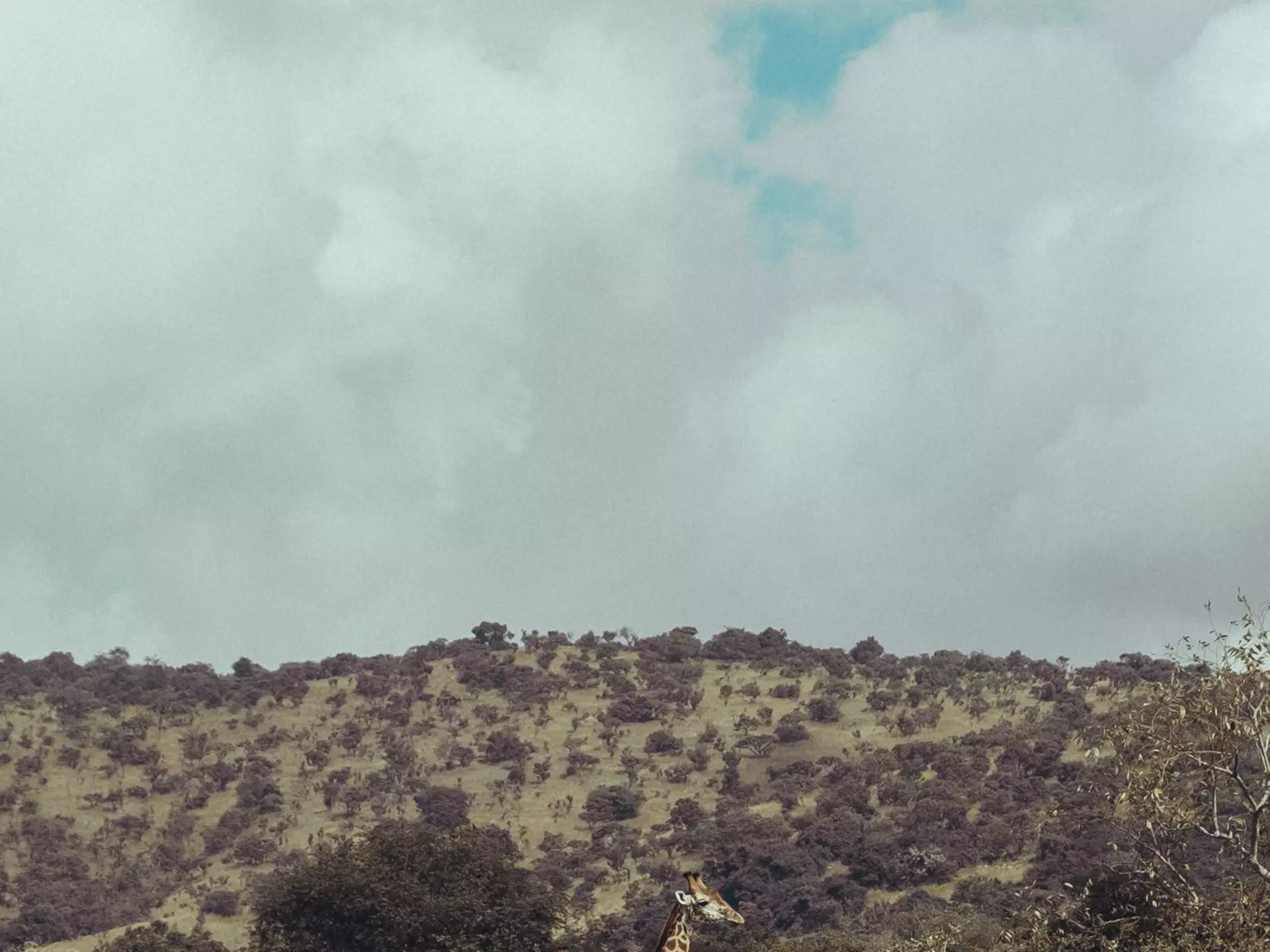 Giraffe in the Akagera National Park, Rwanda, Africa., License Type: media, Download Time: 2025-11-13T14:41:17.000Z, User: katelyn.perry_lonelyplanet, Editorial: false, purchase_order: 65050 - Digital Destinations and Articles, job: wip, client: wip, other: Katelyn Perry