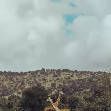 Giraffe in the Akagera National Park, Rwanda, Africa., License Type: media, Download Time: 2025-11-13T14:41:17.000Z, User: katelyn.perry_lonelyplanet, Editorial: false, purchase_order: 65050 - Digital Destinations and Articles, job: wip, client: wip, other: Katelyn Perry