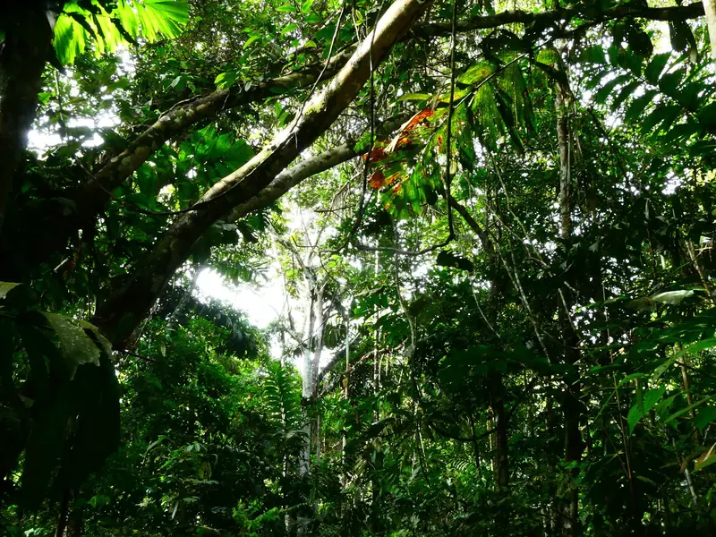 Jungle leaves on tall trees in Brazil.
