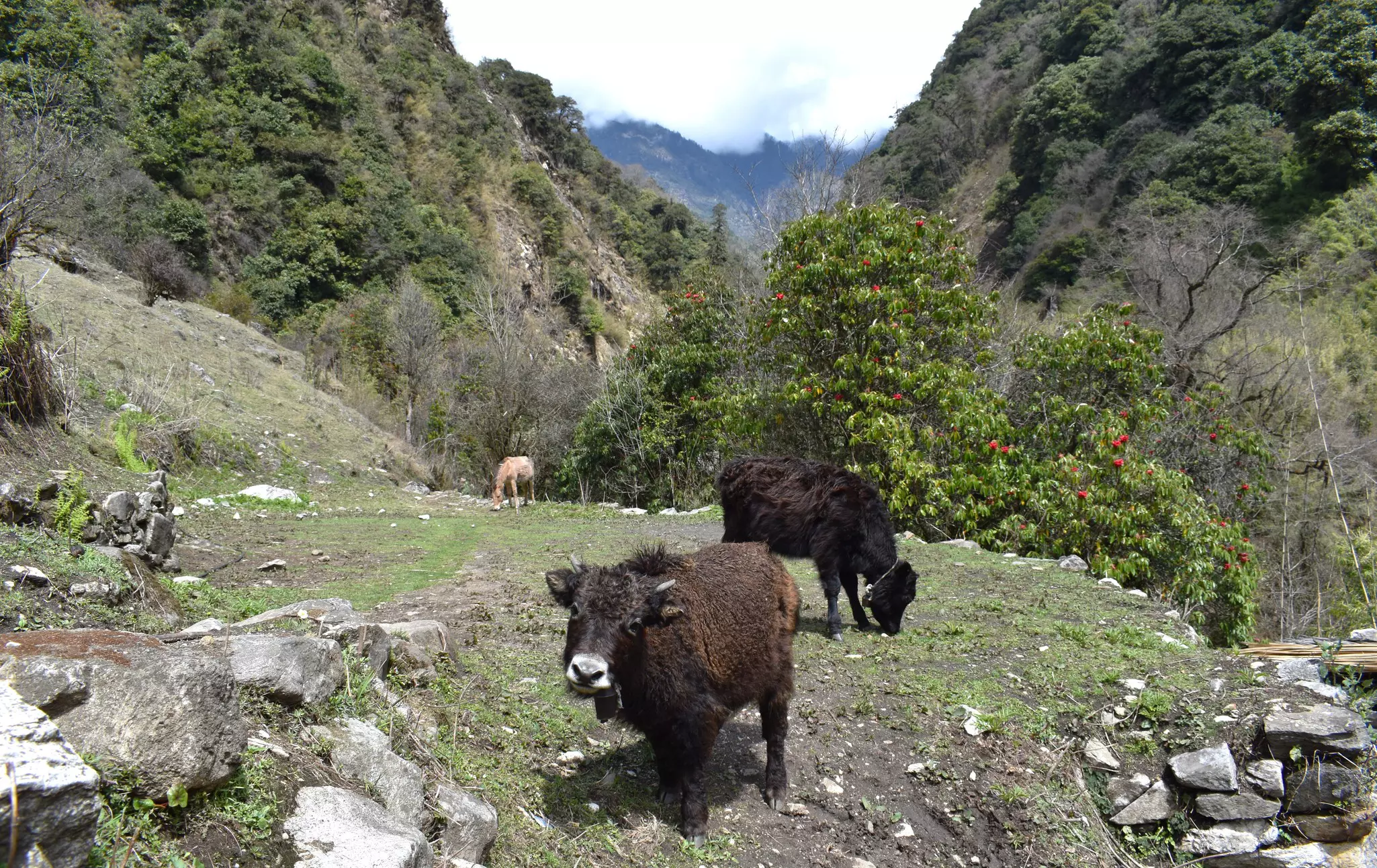 Yaks graze on a rocky mountain meadow, with steep slopes seen in the distance.