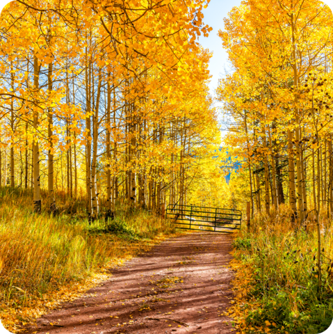 Aspen trees in Colorado