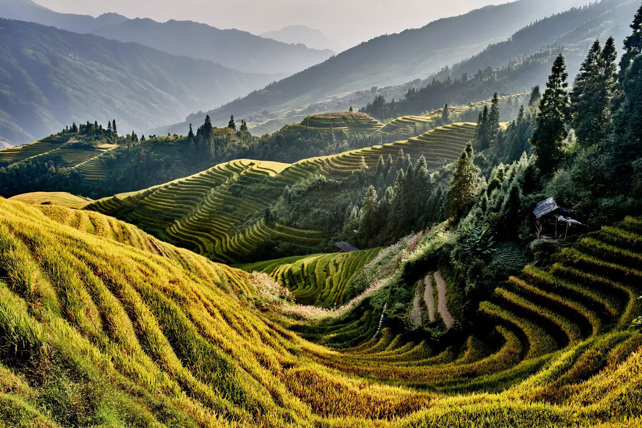 Golden rice terraces built into hillsides glowing in the sun