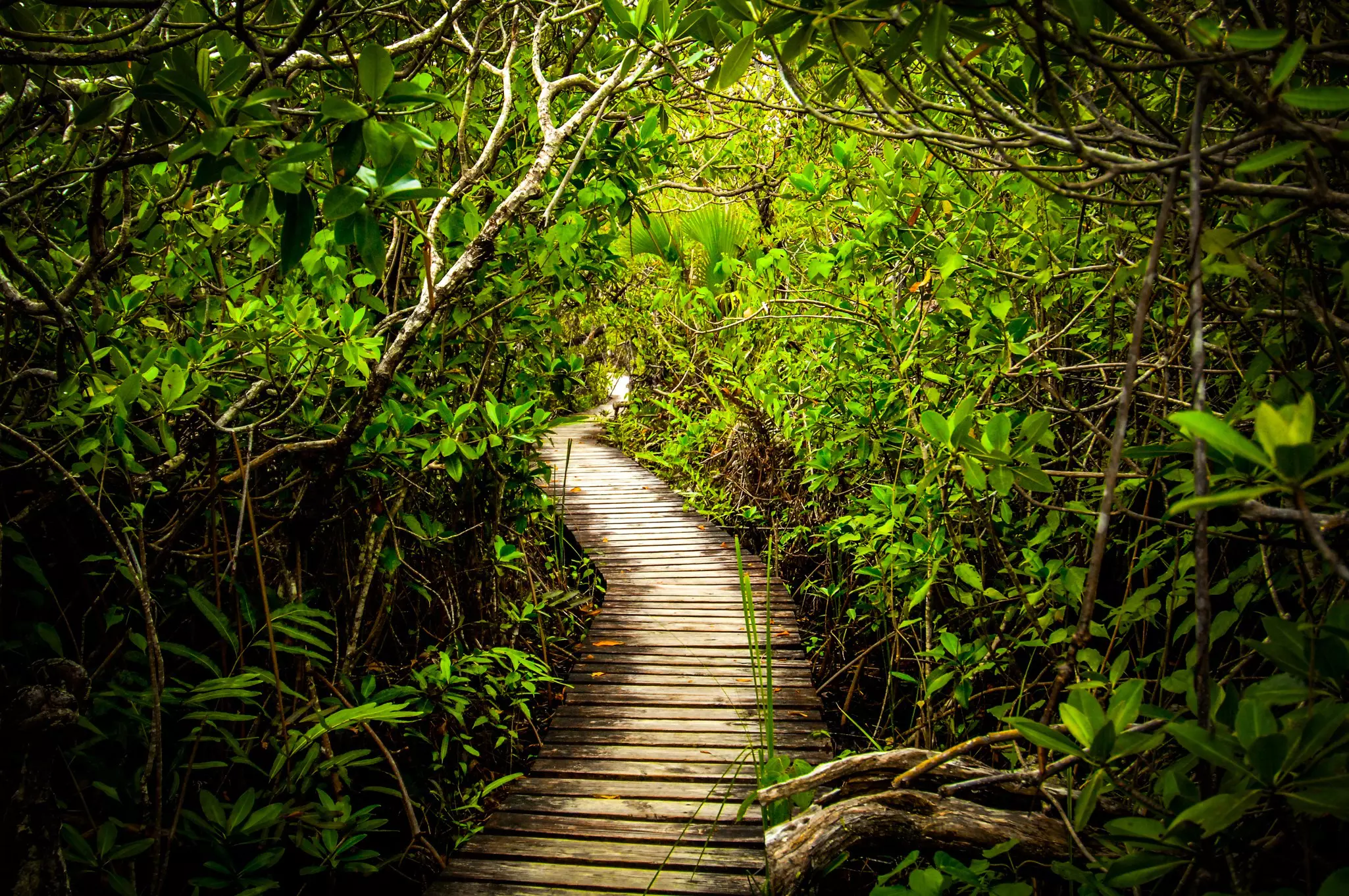 A boardwalk going through the mangroves in Lucayan National Park