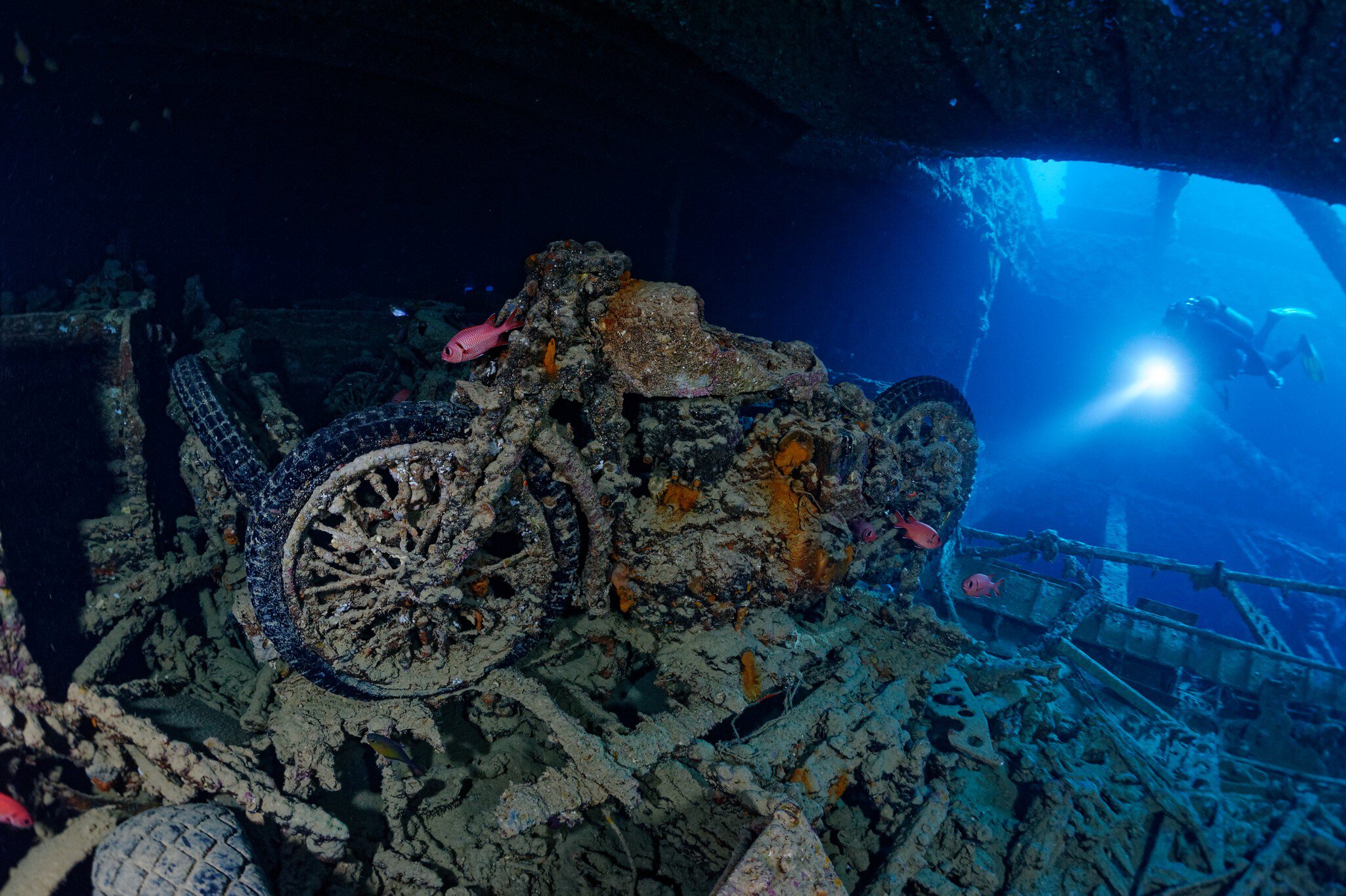 Hurghada, Red Sea / Egypt - 12.08.2019: Scuba diver modelling at the famous Thistelgorm ship wreck. She sunkt during war loaded with military supply. ; Shutterstock ID 1608922342;