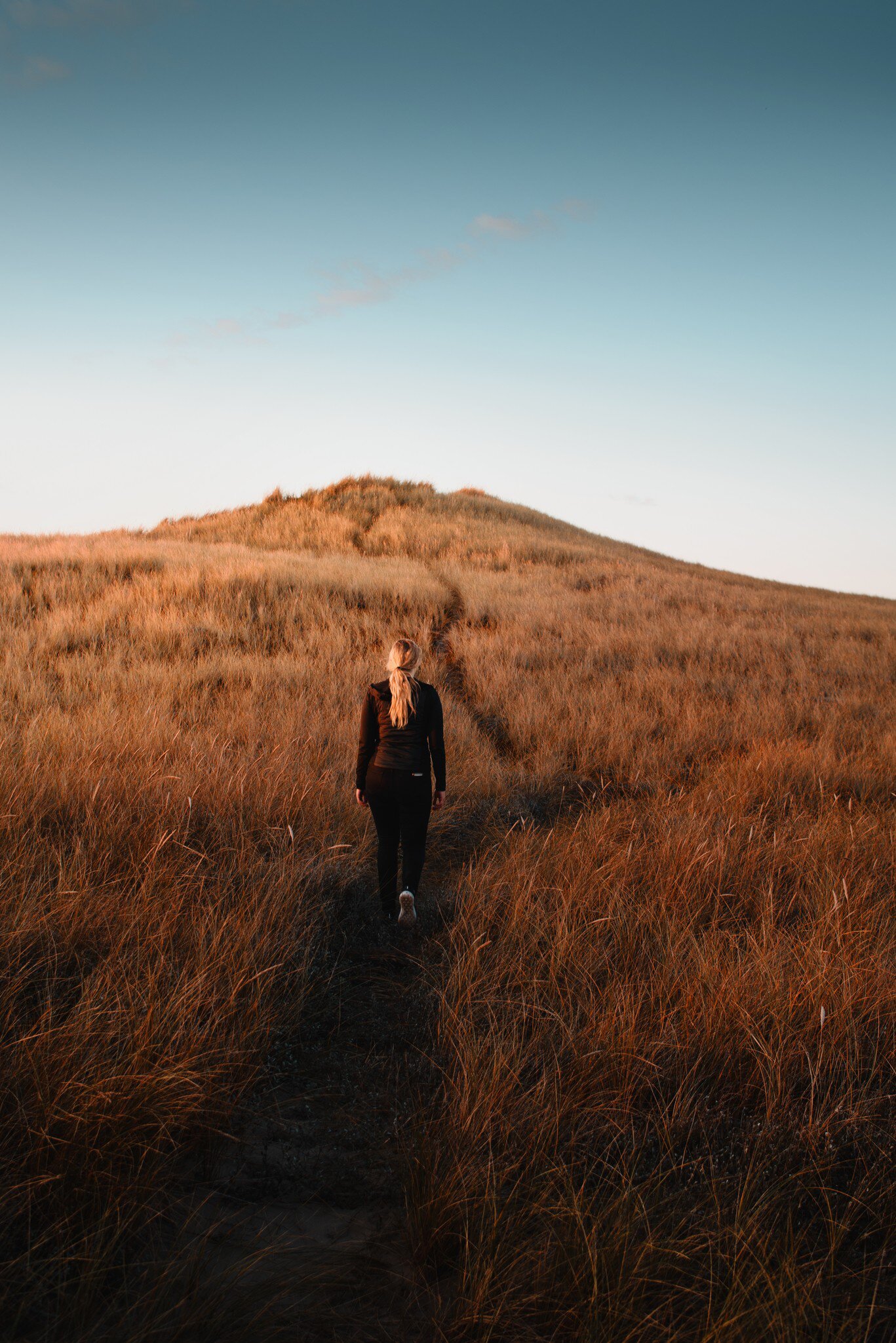 A woman exploring a path in the orange grass sand dunes with colorful and beautiful sunset light. National Park Thy in Denmark, North Sea.