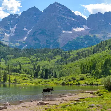 A moose walking through Maroon Lake near Aspen, Colorado. Sean Xu/Shutterstock