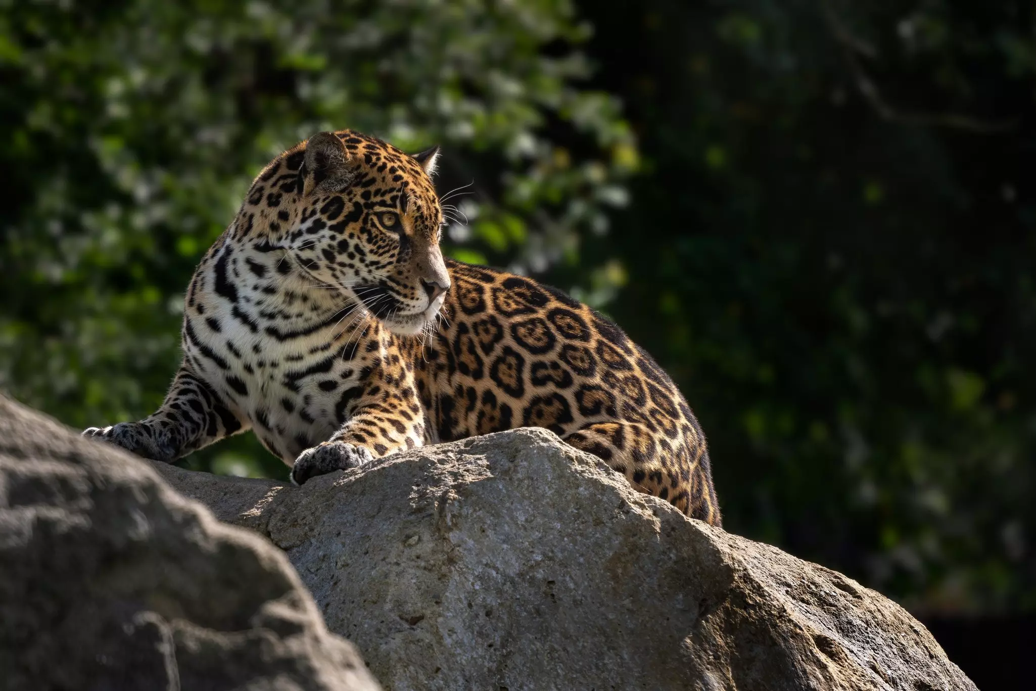 Portrait of beautiful large jaguar sitting on a rock.