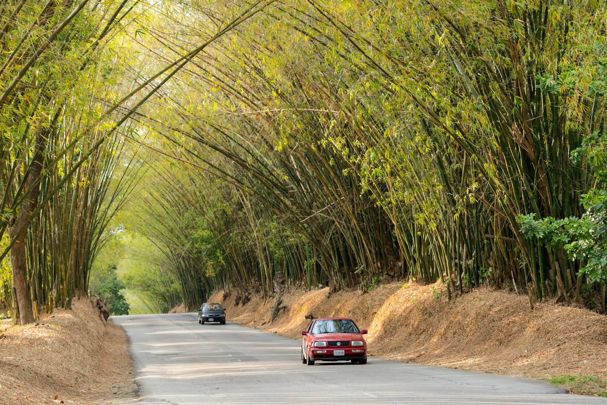 No prizes for guessing how Bamboo Avenue got its name © Shutterstock / Sevenstock Studio
