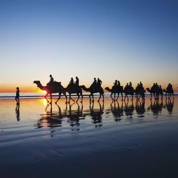 Camels walking on Cable Beach, Broome, Western Australia during sunset