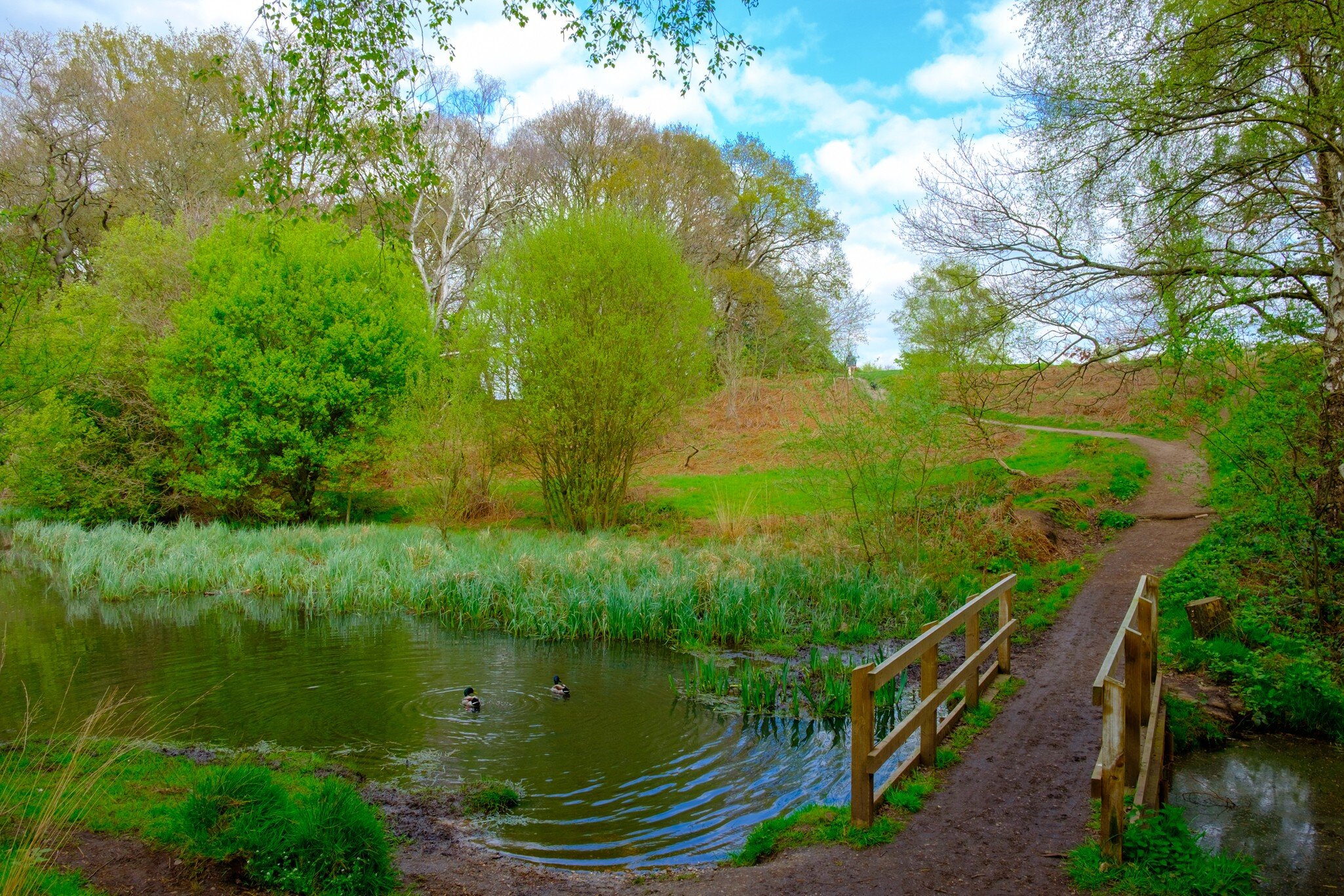 Wooden bridge at Ravine pond in spring, Wimbledon Common, London, England UK; Shutterstock ID 643257538;