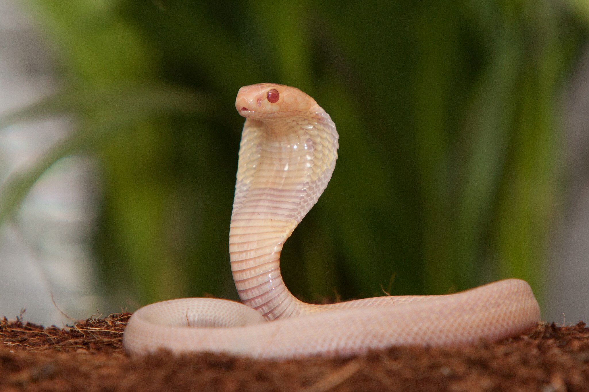 MADRID, SPAIN - MARCH 18:  A newly born White Snake sits at attention at the Zoo Aquarium Madrid on March 18, 2011 in Madrid, Spain. This young White Snake belongs to a group of 17 baby White Snakes born ten days ago from 17 eggs incubated artific...