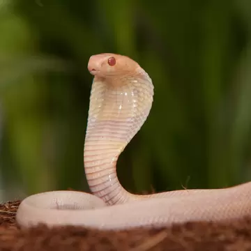 MADRID, SPAIN - MARCH 18:  A newly born White Snake sits at attention at the Zoo Aquarium Madrid on March 18, 2011 in Madrid, Spain. This young White Snake belongs to a group of 17 baby White Snakes born ten days ago from 17 eggs incubated artific...