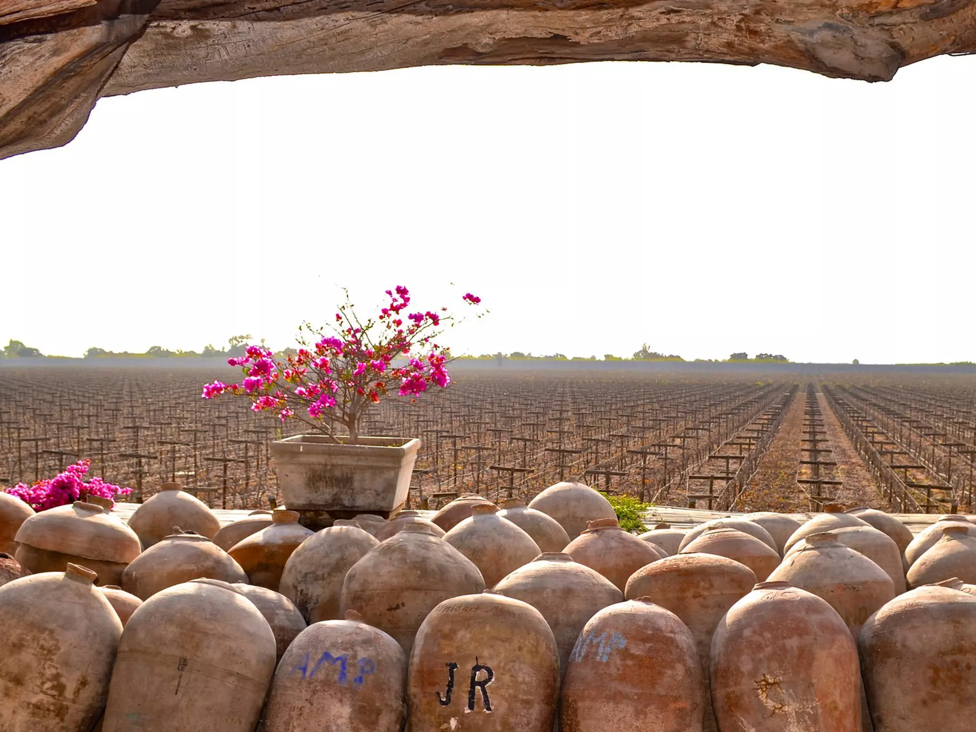 August 30, 2015 - Ica, Peru: Peruvian Pisco and wine production in the vineyards and wineries of Ica, on Peru's Southern Coast, License Type: media, Download Time: 2025-05-22T17:40:23.000Z, User: carolfarrell170, Editorial: true, purchase_order: 56530 - Guidebooks, job: Global Publishing WIP, client: Peru 12, other: carol farrell