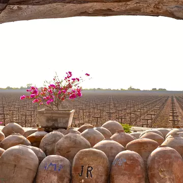 August 30, 2015 - Ica, Peru: Peruvian Pisco and wine production in the vineyards and wineries of Ica, on Peru's Southern Coast, License Type: media, Download Time: 2025-05-22T17:40:23.000Z, User: carolfarrell170, Editorial: true, purchase_order: 56530 - Guidebooks, job: Global Publishing WIP, client: Peru 12, other: carol farrell