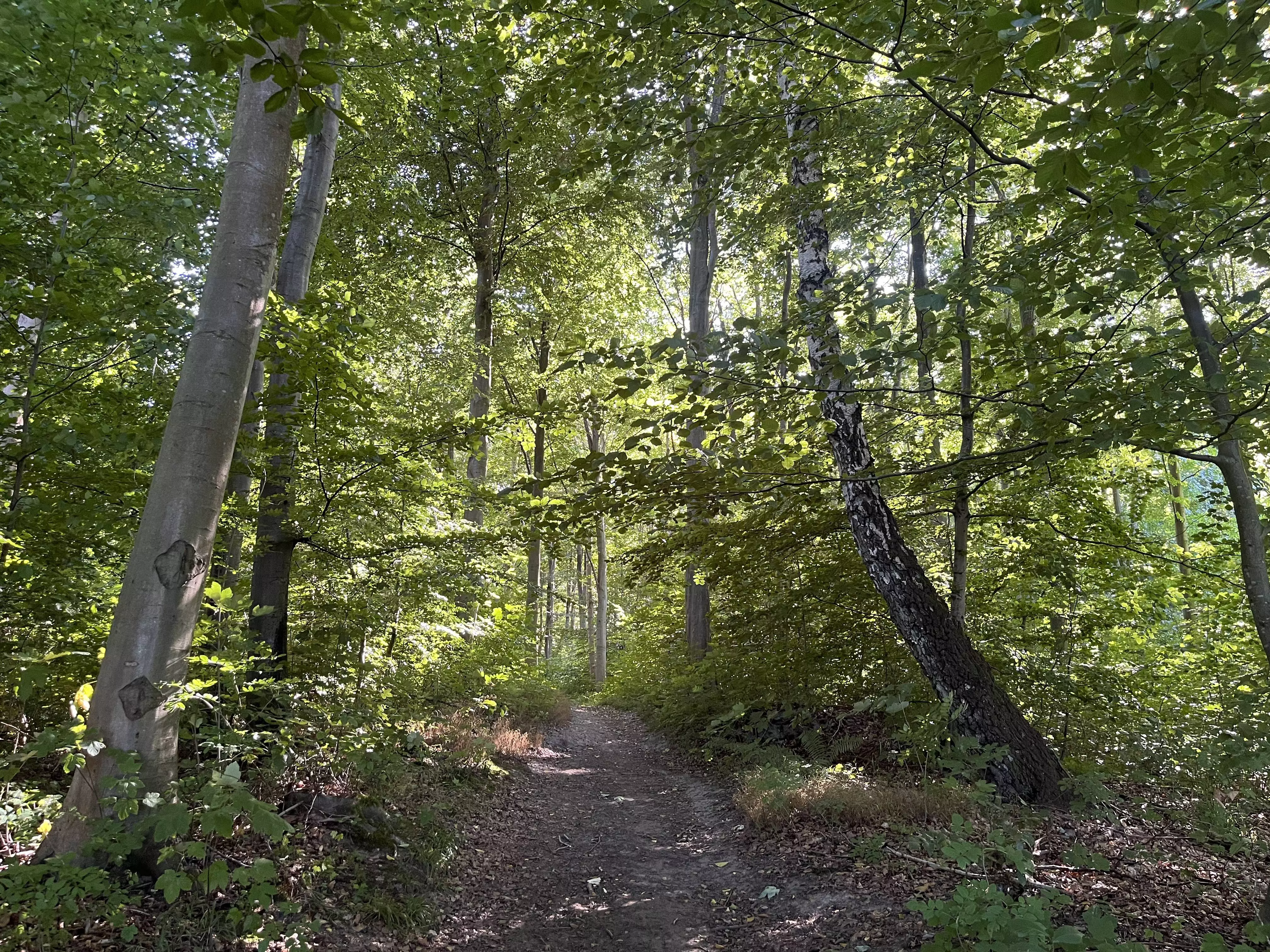 A dirt path through a forest with sun coming through the trees.
