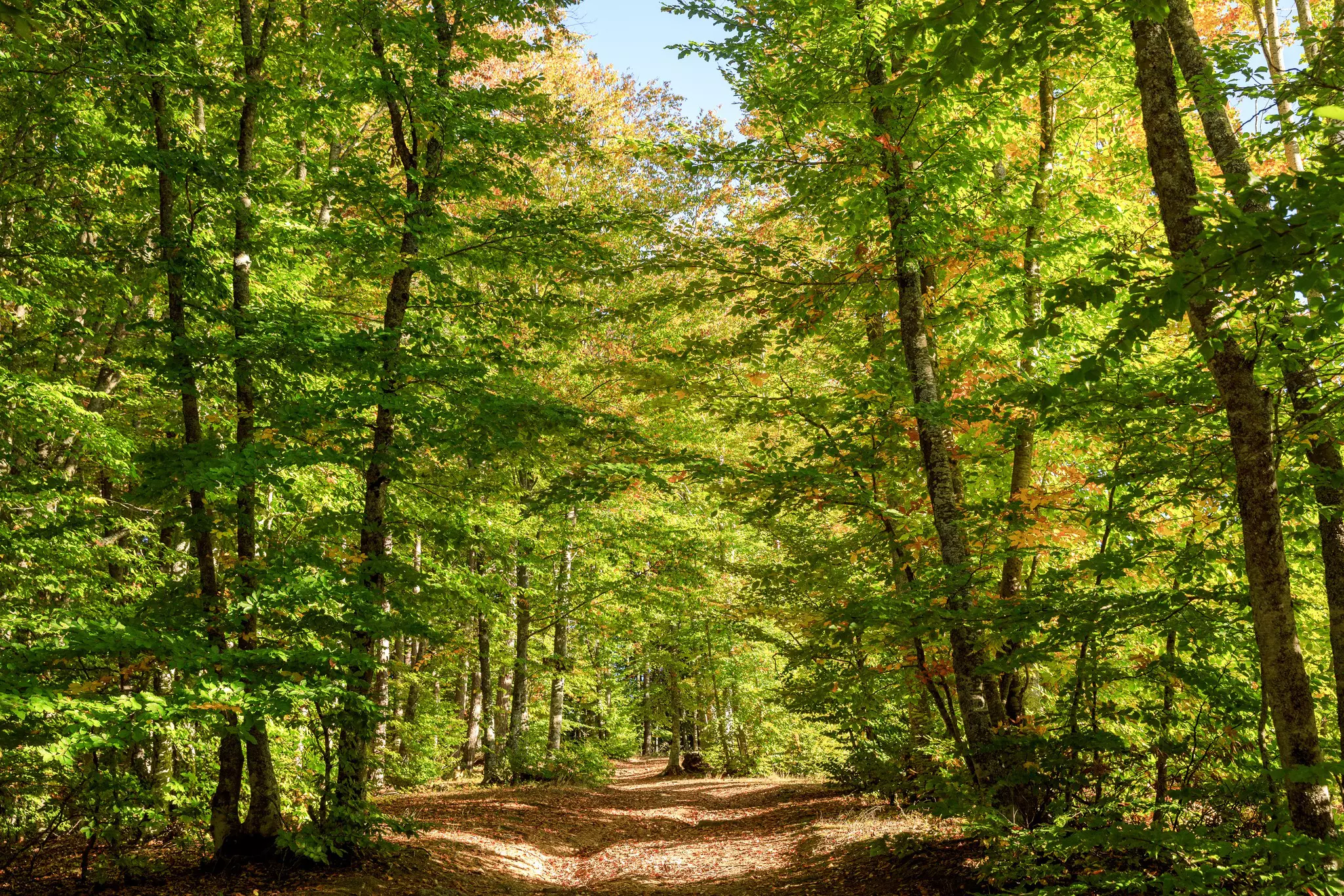 Taxiarchis forest, Halkidiki
Best in Travel 2023 - Greece