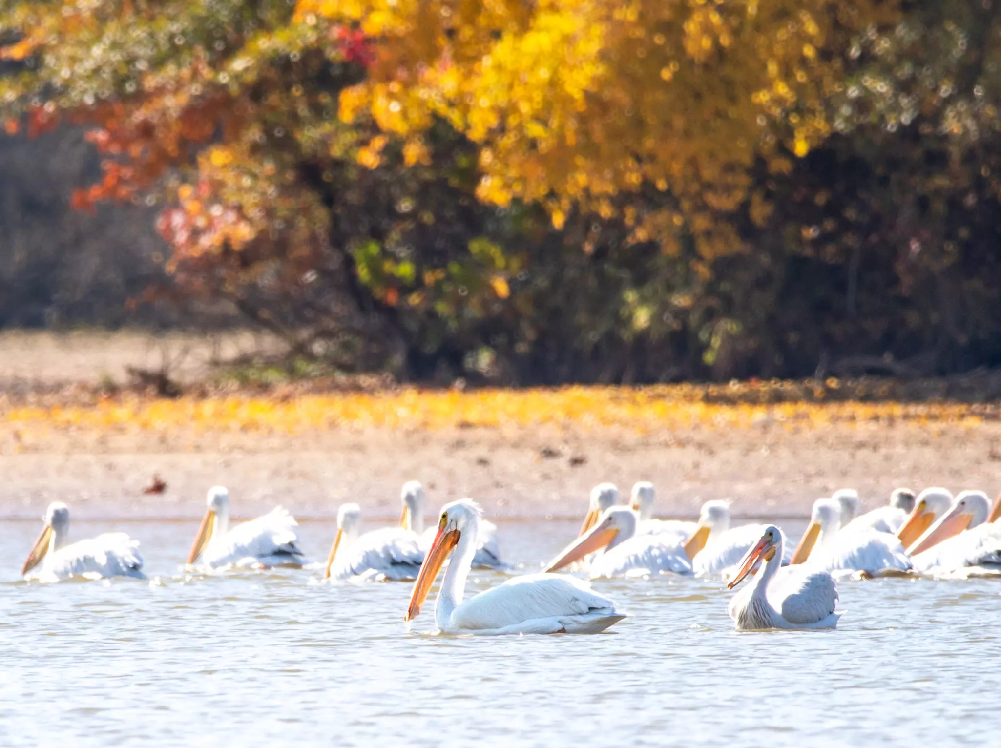 A flock of white pelicans in their natural habitat © Alabama Tourism Department