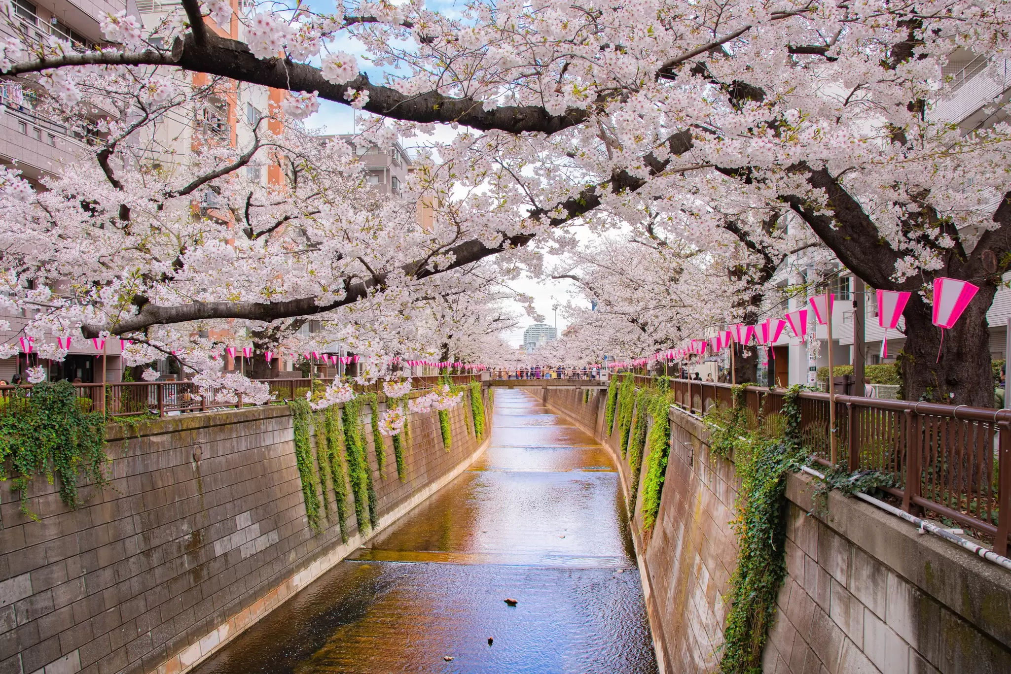 GettyImages-2250466977.jpg
Scenic view of Pink Sakura Trees along Meguro River in Springtime at Nakameguro, Tokyo, Japan
