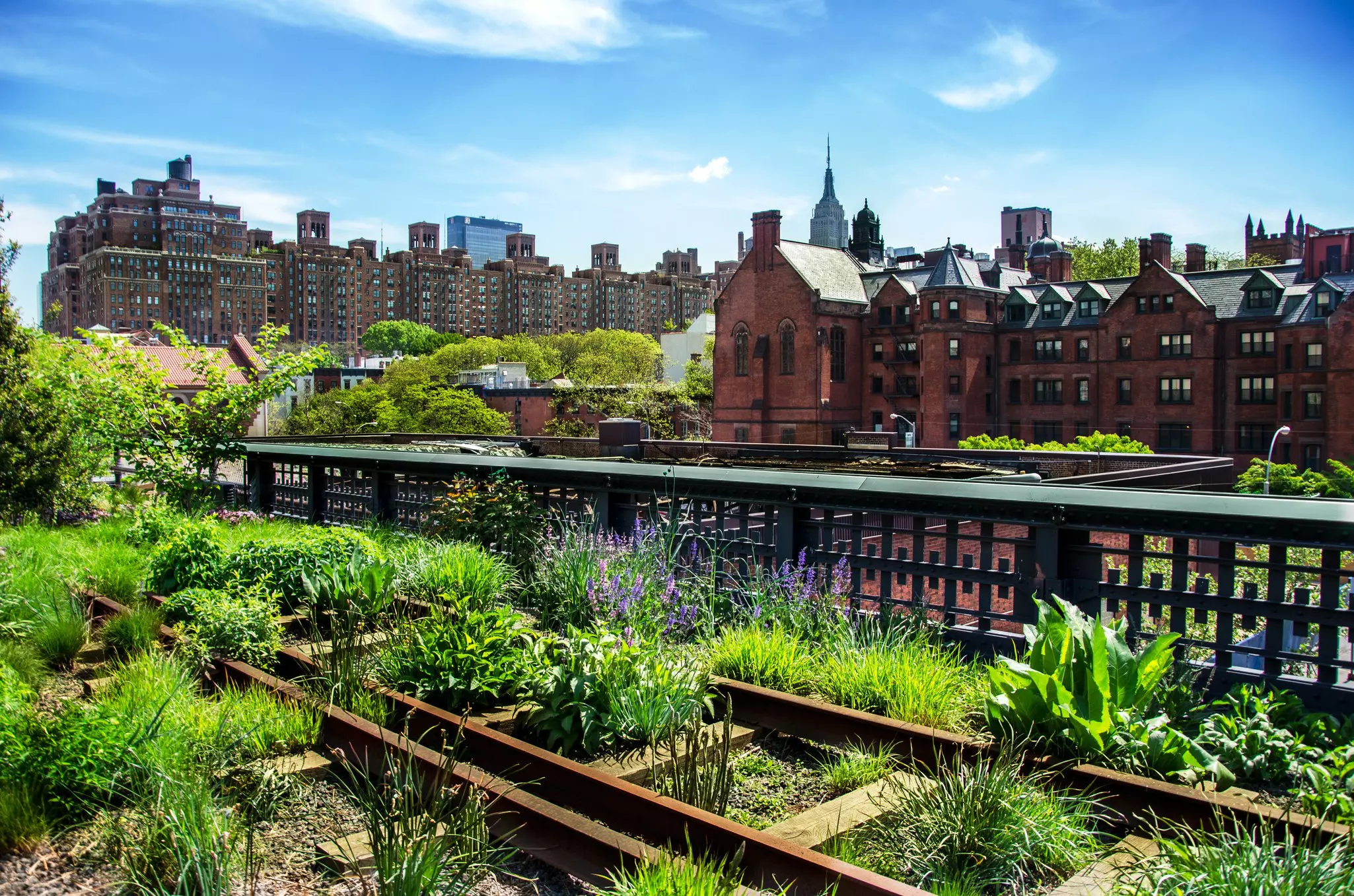 Lush greenery along the High Line in Chelsea, NYC. 