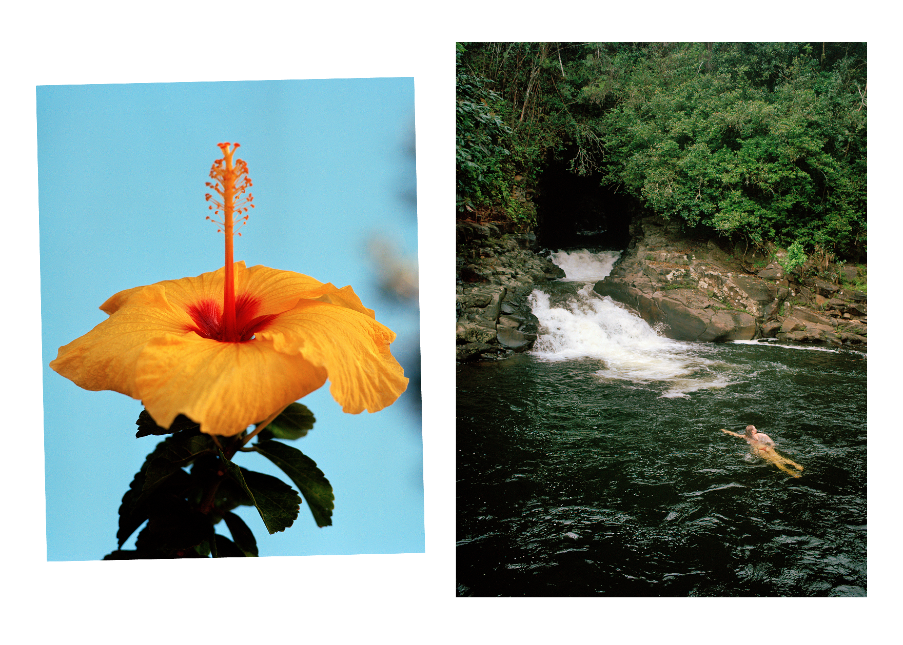 Left: Hibiscus flower; Right: Woman swimming