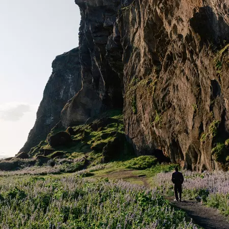 A man walks on a path surrounded by purple flowers toward a large rocky mountainside.