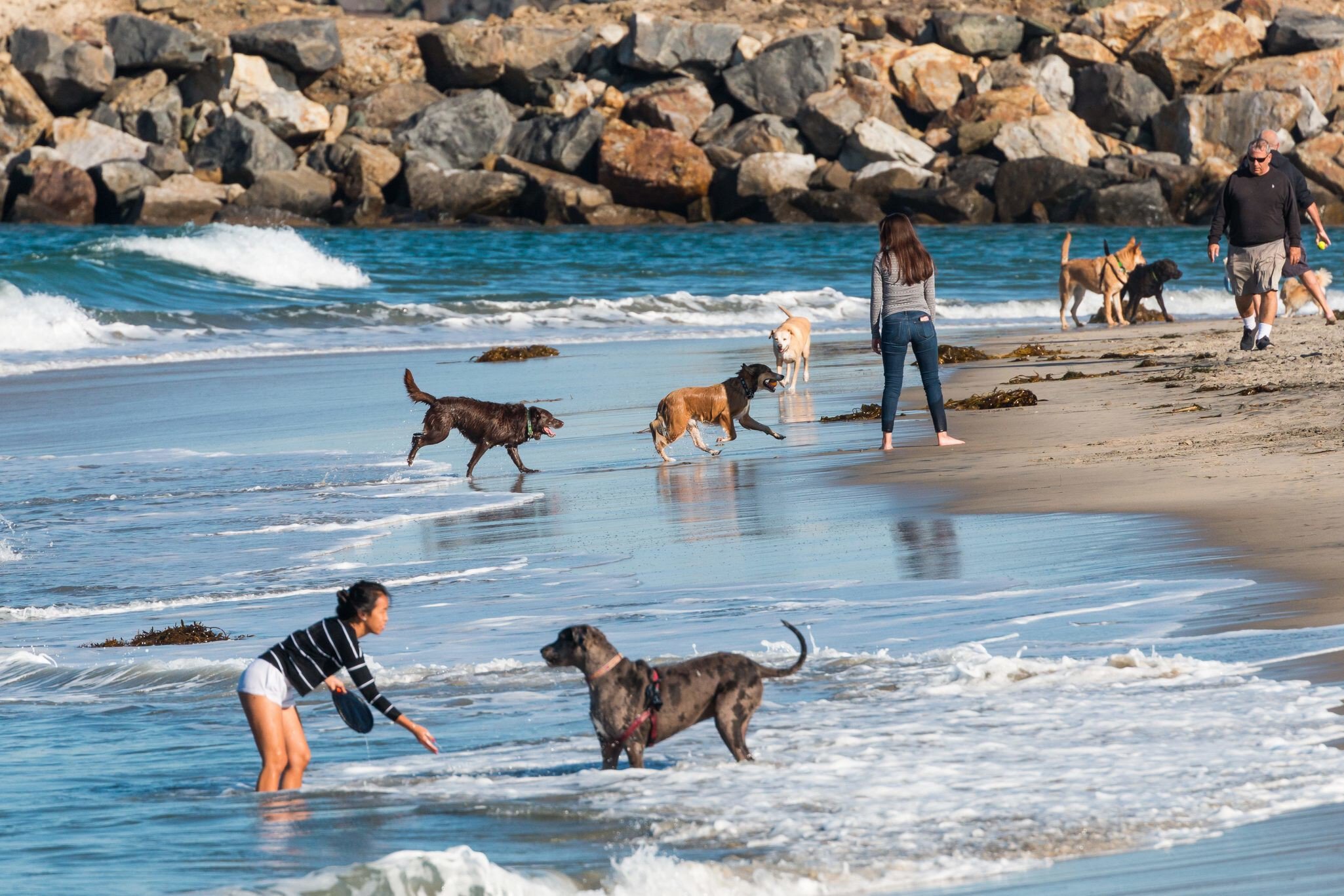 SAN DIEGO, CALIFORNIA/USA - FEBRUARY 03, 2018:  Many people play with their dogs near the rock jetty at the water's edge of Dog Beach, one of the first official leash-free beaches in the U.S.; Shutterstock ID 1048968695; your: Bridget Brown; gl: 6...