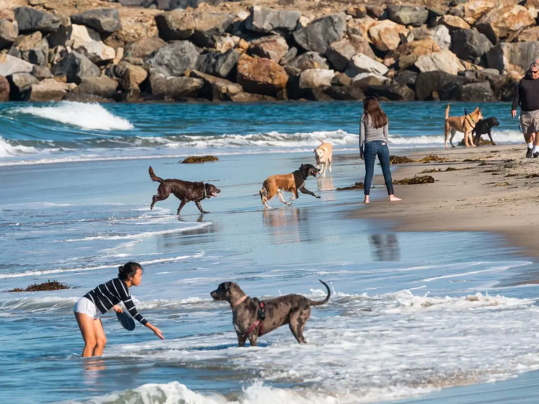 SAN DIEGO, CALIFORNIA/USA - FEBRUARY 03, 2018:  Many people play with their dogs near the rock jetty at the water's edge of Dog Beach, one of the first official leash-free beaches in the U.S.; Shutterstock ID 1048968695; your: Bridget Brown; gl: 6...