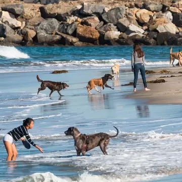 SAN DIEGO, CALIFORNIA/USA - FEBRUARY 03, 2018:  Many people play with their dogs near the rock jetty at the water's edge of Dog Beach, one of the first official leash-free beaches in the U.S.; Shutterstock ID 1048968695; your: Bridget Brown; gl: 6...