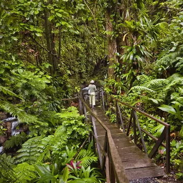 A woman stands on a board walk that cuts through a dense rainforest landscape