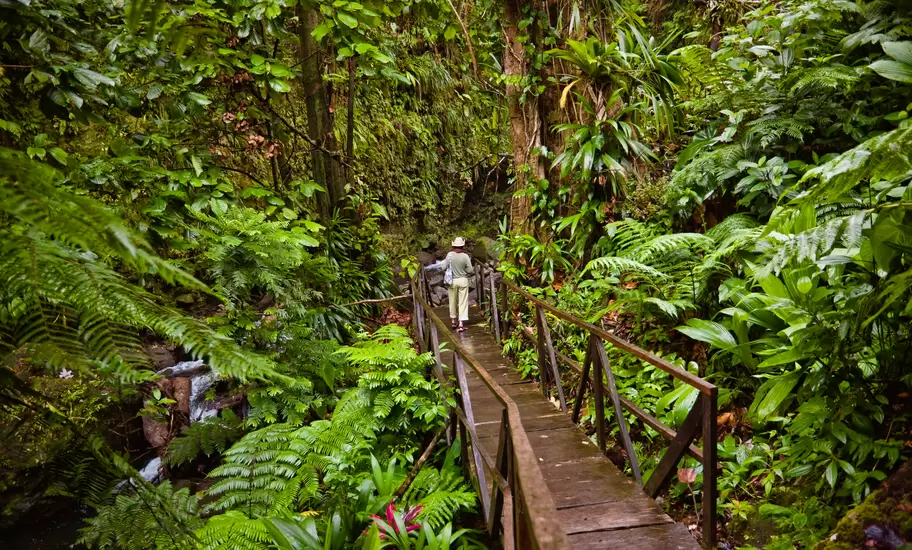A woman stands on a board walk that cuts through a dense rainforest landscape